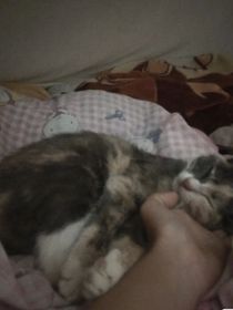 千纸鸟