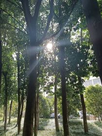 戀與夏天