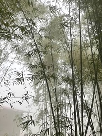 凤栖梧：情牵帝梦