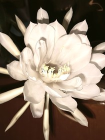 鹤唳凰权