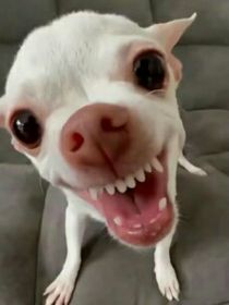 狗血日常