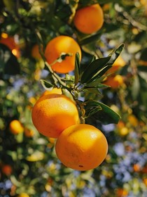 师姐她大喊着师门不幸就飞升了