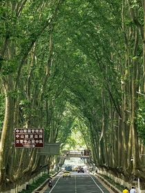 偷风月