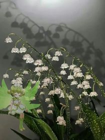 捡到小团子后我的人生开挂了