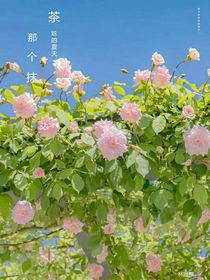 那個抹茶味的夏天