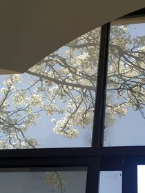 梨花村