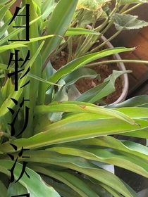 生物沉淀手册