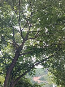 岁岁相离