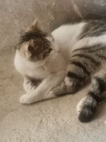 猫影幻形