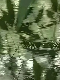 宁安如梦：槐花树下影