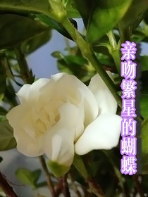 hp：亲吻繁星的蝴蝶