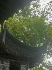 花雾非非