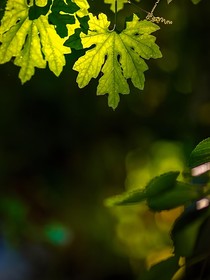 俞上夕阳