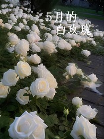 5月的白玫瑰