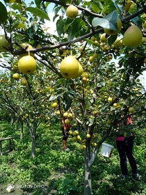 奶油蜂蜜柚子茶