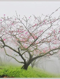 桃花月落