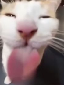 西亚子