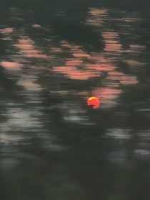 野草向天