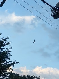 飞晔锦熙