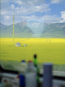 想送你一树银杏