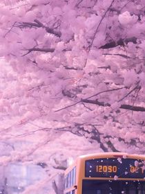 櫻花下的誓言