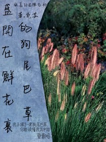 盛开在鲜花里的狗尾巴草