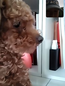 赛尔号番