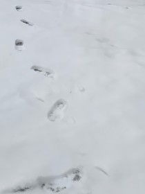 守护甜心：命运之轮