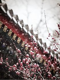 因紅梅而聚，后死于紅梅