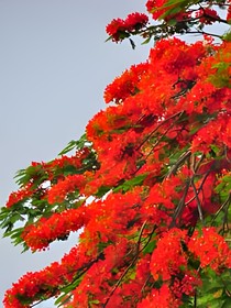 綜影視之鳳凰花開