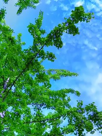 梨花镇记