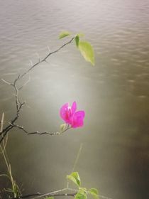 時(shí)間為什么不停留在此