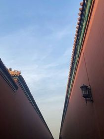 拂风柳叶