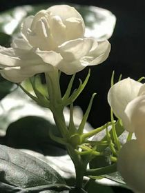 崖花难摘