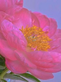 小花仙：芍药花开名将离