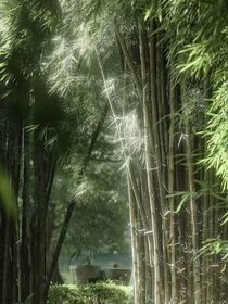 寻音花语眠