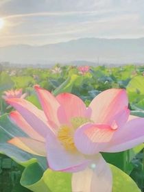 影启愿安