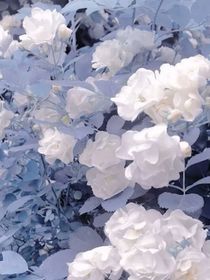 未闻花有名