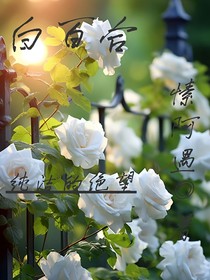 百百合