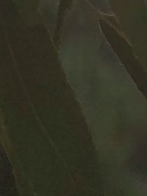 我在無限流里稱王