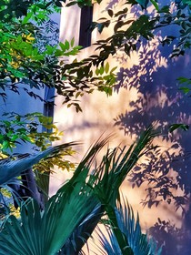 夏栀芒甜