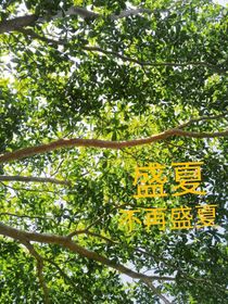 盛夏不再盛夏