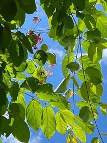 夏晴伴魂一生护