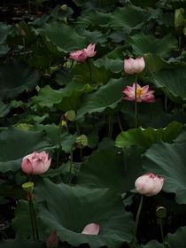 民末