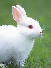 努力生活的小兔子
