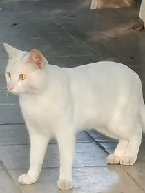 孤身少年