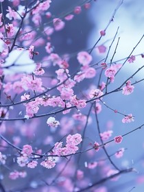 花的距离