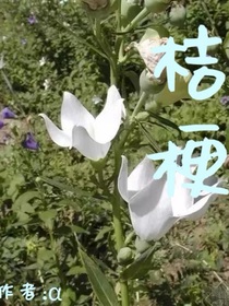 双喜：桔梗
