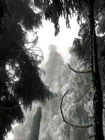 江月再落雪