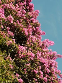 蝉与夏花